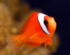 Clown Fish Species Image