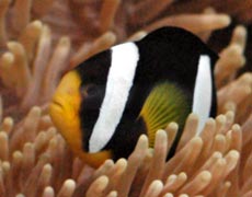 Clown Fish Species Picture
