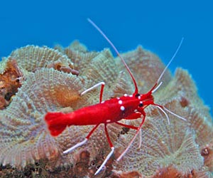 Crustaceans Picture