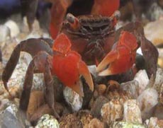 Crustaceans Picture - Crab