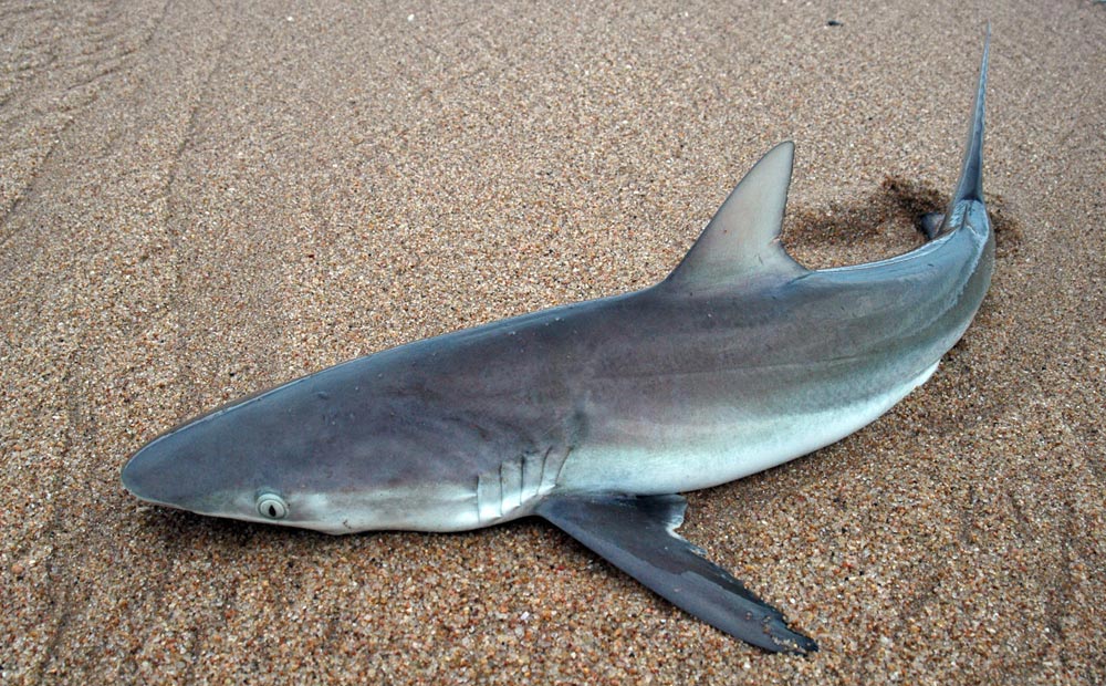 Picture of Dogfish
