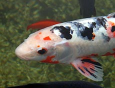 Koi Fish Species