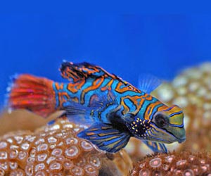 Saltwater Fish Picture