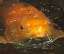 Gold Fish Species - Image of Koi