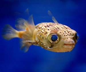 Puffer Fish Picture