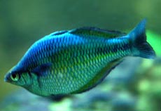 Rainbow Fish Species