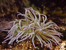 Sea Anemone Photo
