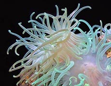 Sea Anemones Picture