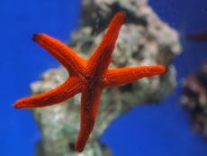 Star Fish Species