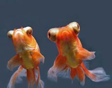 Gold Fish Species Image