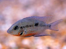 Tropical Fish Species
