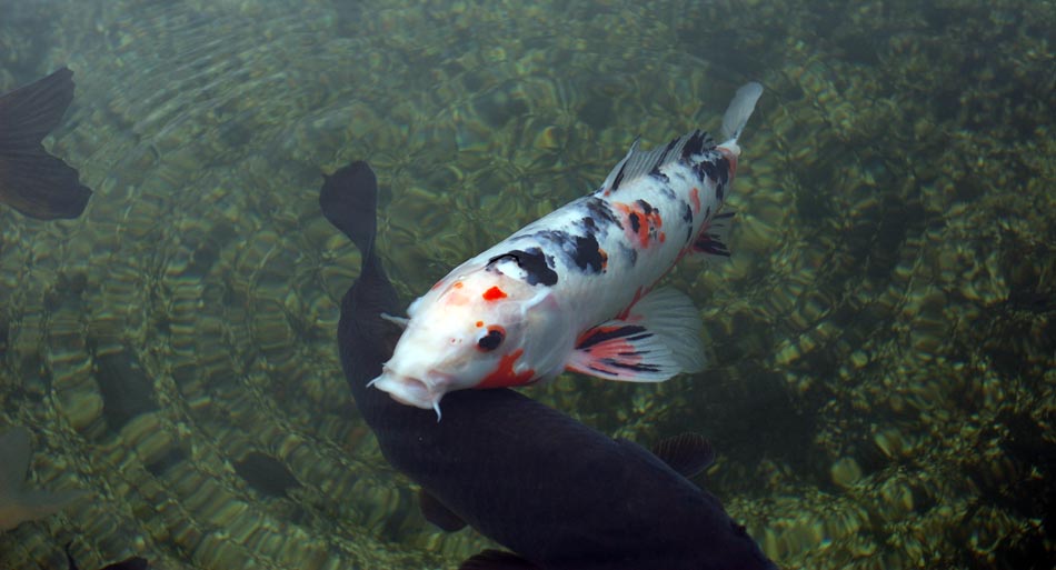 Koi Fish Picture