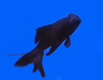 Picture of Black Moor Fancy Goldfish