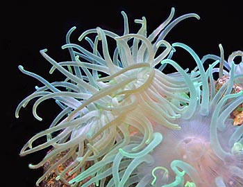 Sea Anemone Picture